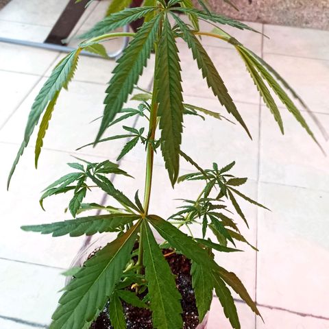 Lalis #2 growlog timeline photo
