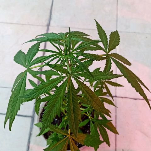 Lalis #2 growlog timeline photo