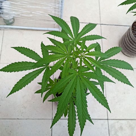 Felicidad#1 growlog timeline photo