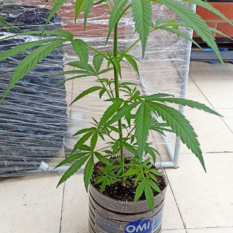 Felicidad#1 growlog timeline photo