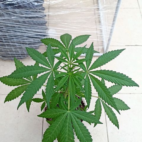 Pricila #1 growlog timeline photo