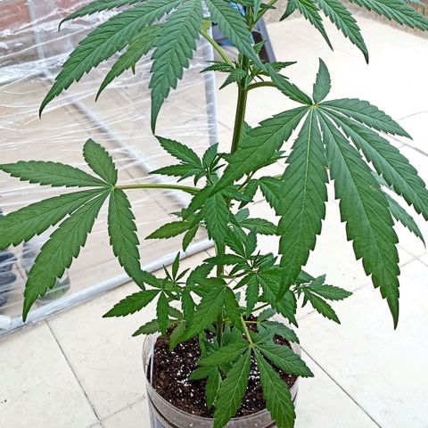 Pricila #1 growlog timeline photo