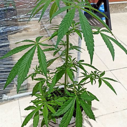 Lalis #2 growlog timeline photo