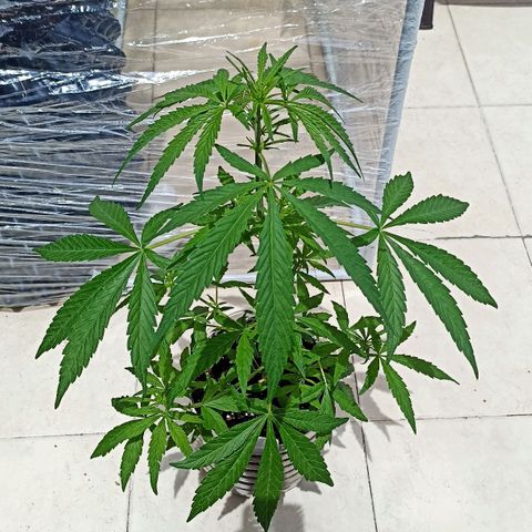 Lalis #2 growlog timeline photo