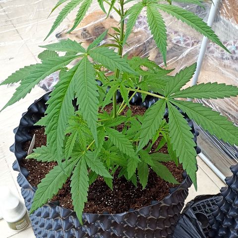 Salome #1 growlog timeline photo