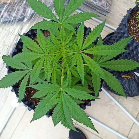 Salome #1 growlog timeline photo