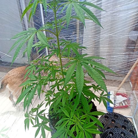 Salome #1 growlog timeline photo