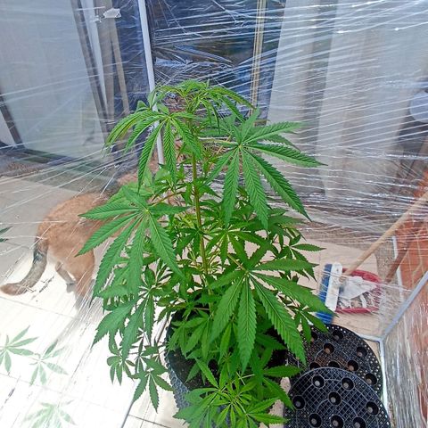 Salome #1 growlog timeline photo