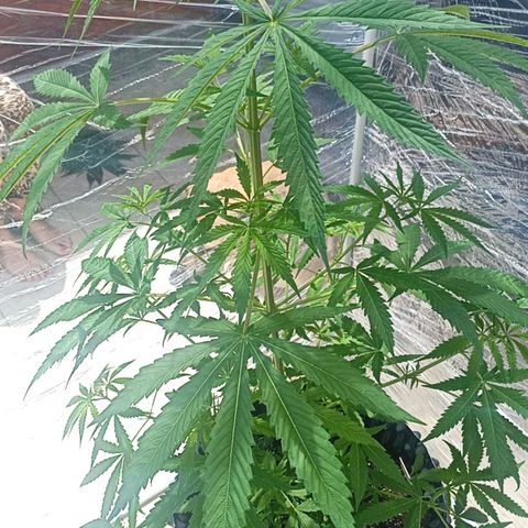 Salome #1 growlog timeline photo