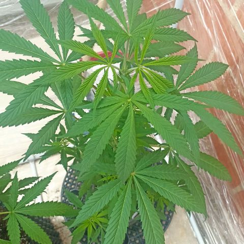 Felicidad#1 growlog timeline photo