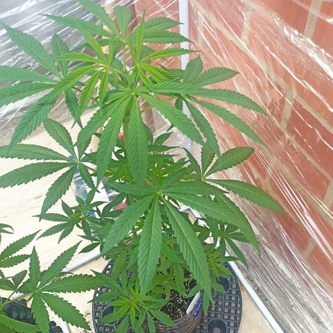 Felicidad#1 growlog timeline photo