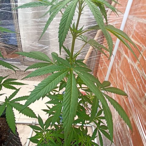 Felicidad#1 growlog timeline photo