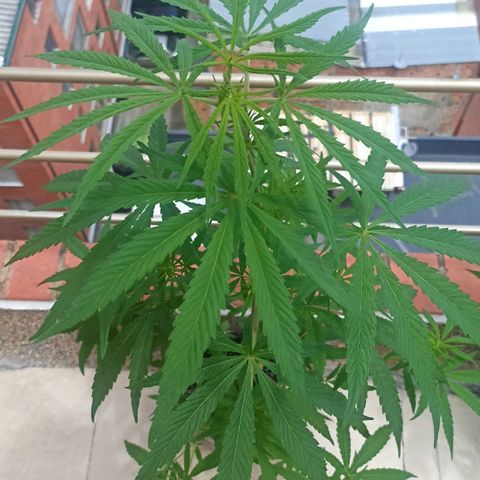 Lalis #2 growlog timeline photo