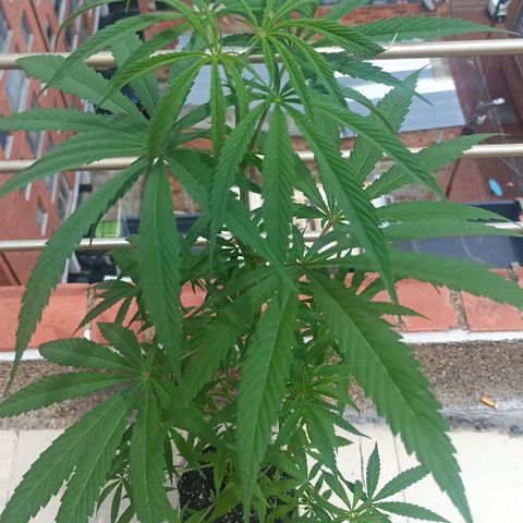 Pricila #1 growlog timeline photo