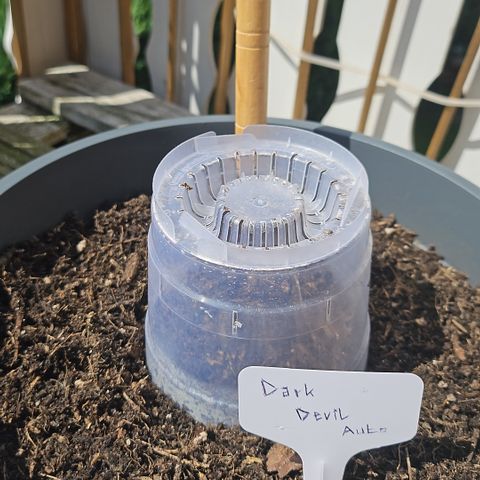 Dark Devil Auto growlog timeline photo
