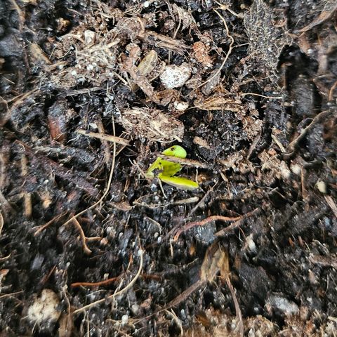 Dark Devil Auto growlog photo: ~20 Uhr habe ich den Keimling entdeckt! Ab morgen wird sie wohl ein Sämling sein! 