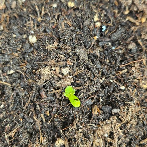 Dark Devil Auto growlog timeline photo