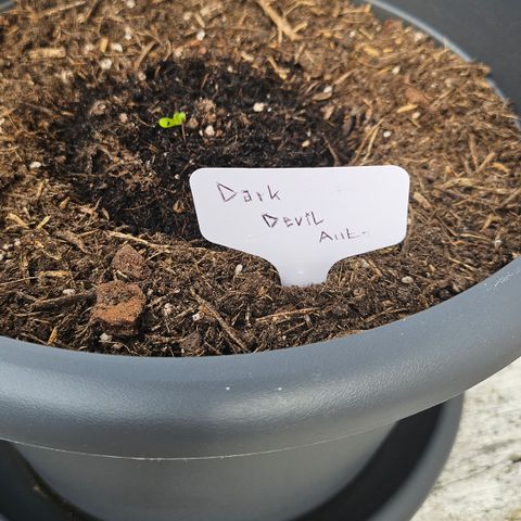 Dark Devil Auto growlog timeline photo