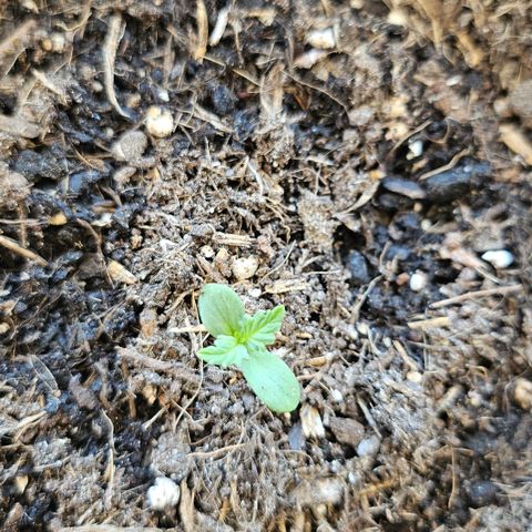 Dark Devil Auto growlog timeline photo