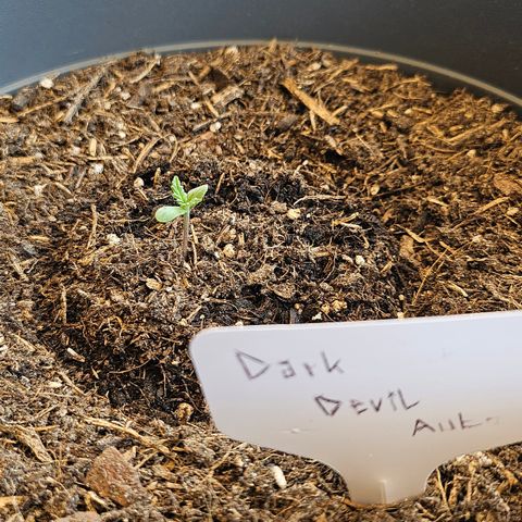 Dark Devil Auto growlog timeline photo