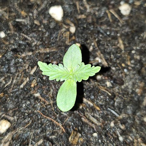 Dark Devil Auto growlog photo: Ein zweites Blätterpaar bildet sich.