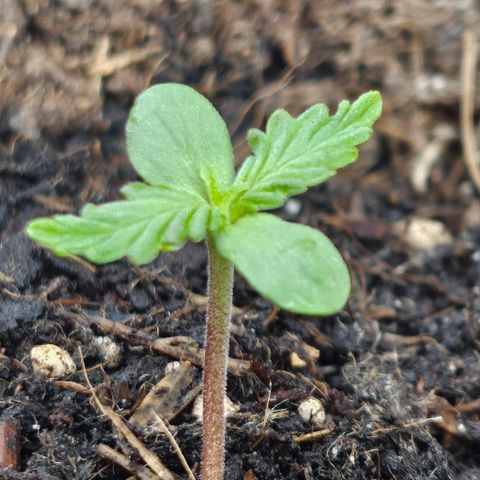 Dark Devil Auto growlog timeline photo