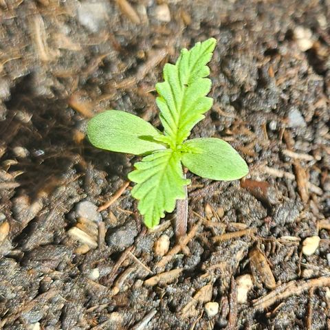 Dark Devil Auto growlog timeline photo