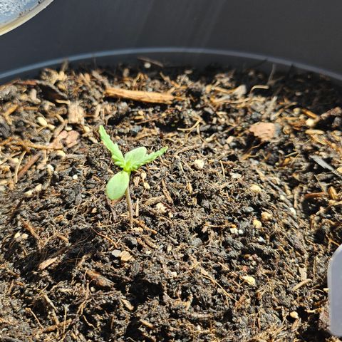 Dark Devil Auto growlog timeline photo