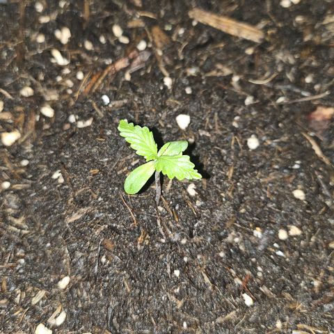 Dark Devil Auto growlog photo: Abends ~23:15 Uhr 