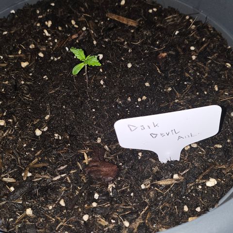Dark Devil Auto growlog photo: Abends ~23:15 Uhr 