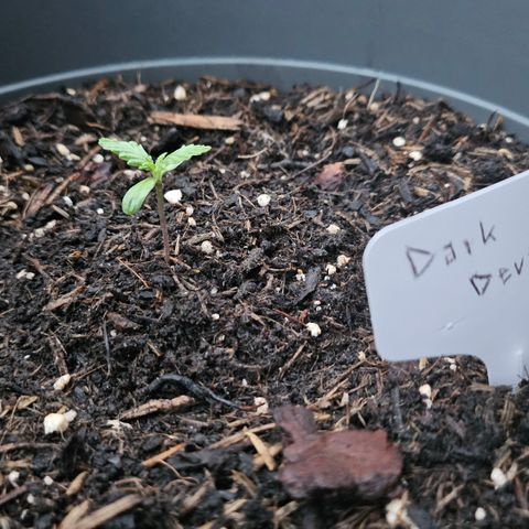 Dark Devil Auto growlog photo: Morgens ~5.40 Uhr 