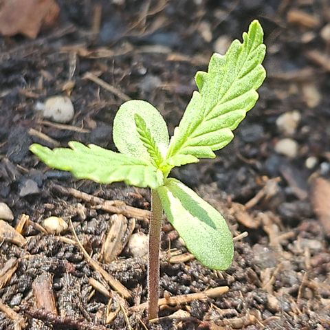 Dark Devil Auto growlog photo: ~14 Uhr, sie möchte zu Sonne und hoch hinaus 