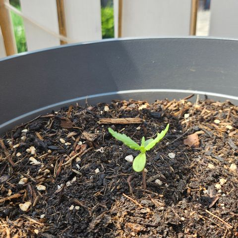 Dark Devil Auto growlog photo: ~14 Uhr, sie möchte zu Sonne und hoch hinaus 