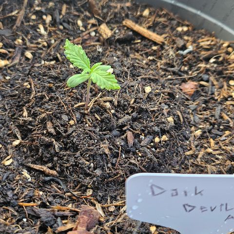 Dark Devil Auto growlog photo: 7:15 Uhr 