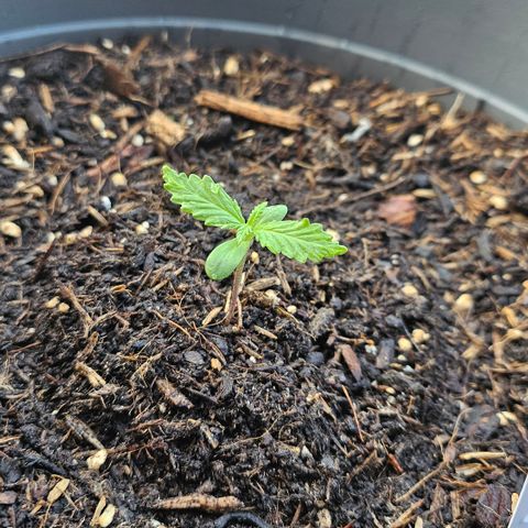 Dark Devil Auto growlog photo: 7:15 Uhr 