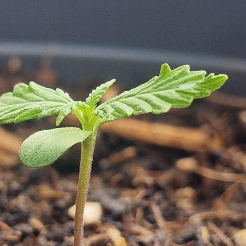Dark Devil Auto growlog photo: Hier kann man an dem Blattansatz des zweiten Blattpaar bereits die Entwicklung weiterer Blätter erkennen. Diese Entwicklung führt auf Dauer zur charakteristischen Optik der Cannabis Blätter 