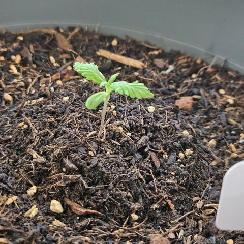 Dark Devil Auto growlog photo: 9:40 Uhr 