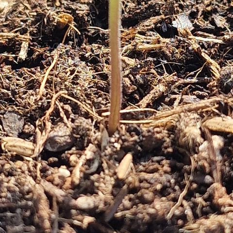 Dark Devil Auto growlog timeline photo