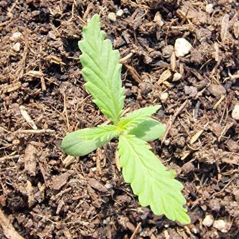 Dark Devil Auto growlog timeline photo