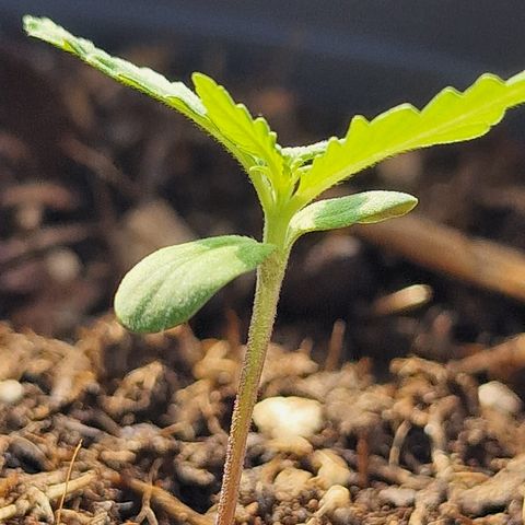 Dark Devil Auto growlog timeline photo