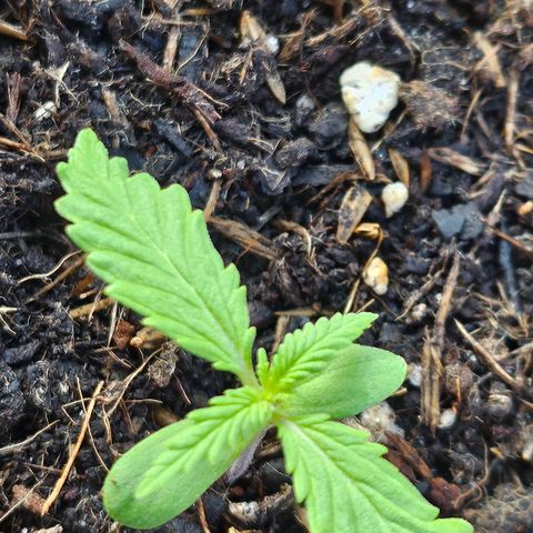 Dark Devil Auto growlog timeline photo