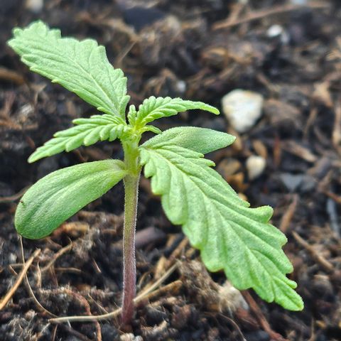 Dark Devil Auto growlog timeline photo