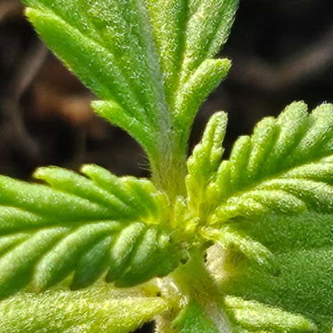 Dark Devil Auto growlog photo: Es bilden sich bereits weitere Blätter 