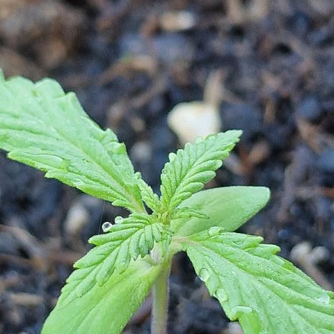 Dark Devil Auto growlog timeline photo