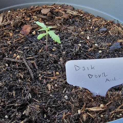 Dark Devil Auto growlog timeline photo