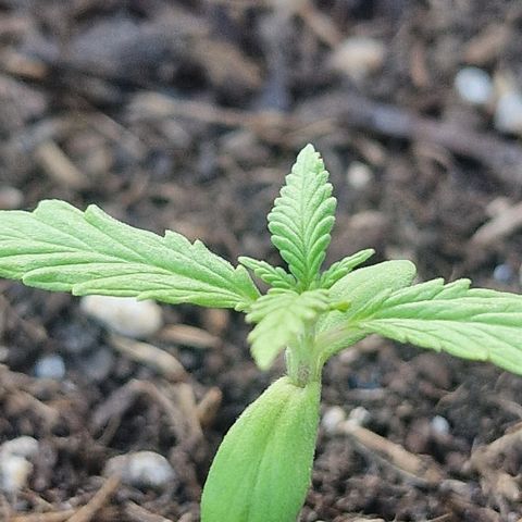 Dark Devil Auto growlog photo: Abends ~21.00