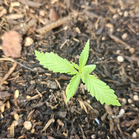 Dark Devil Auto growlog photo: Morgens 