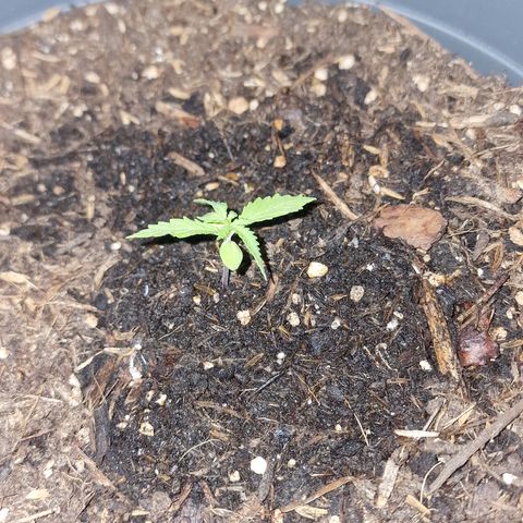 Dark Devil Auto growlog photo: Nachts