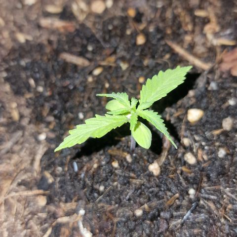 Dark Devil Auto growlog photo: Nachts