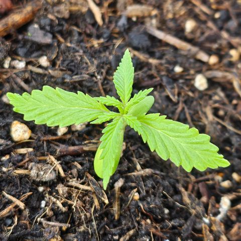 Dark Devil Auto growlog photo: Morgens